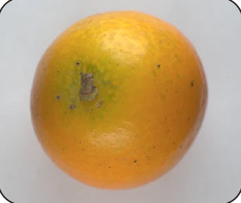 Second fruit under the source natural-light condition; no grading result is implied.