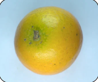 Second fruit under the source white-light condition.
